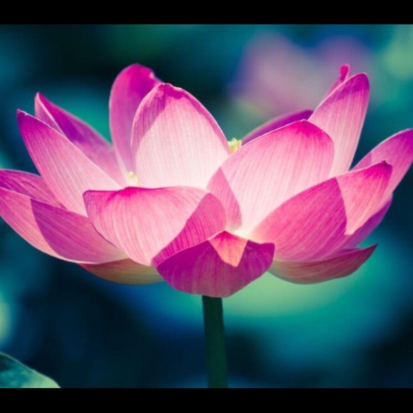 Meet your Posher, Kate - Picture 1 of 1